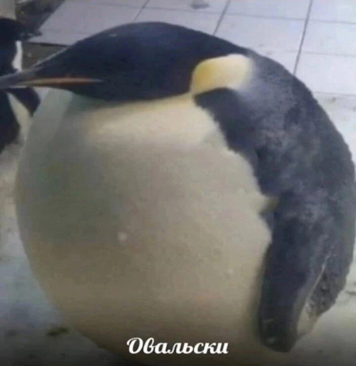 Овальски