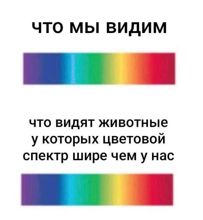 Мем без подписи
