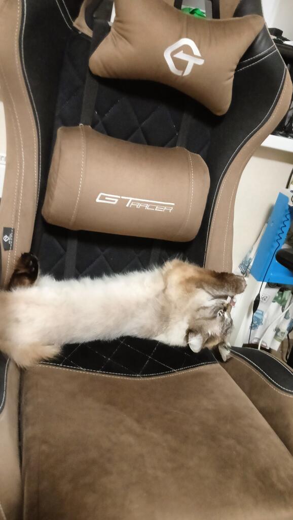 Кресло будто для кота