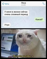 Белый грустный кот сидит перед ноутбуком, а в переписке выше про сложный период жизни — утро