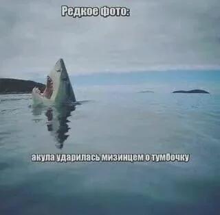 А теперь нечто совсем иное