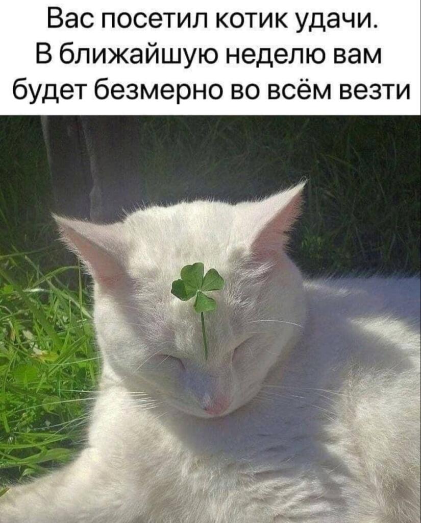 Белый кот с закрытыми глазами и четырёхлистным клевером на лбу; сверху надпись про котика удачи и везение на неделю.