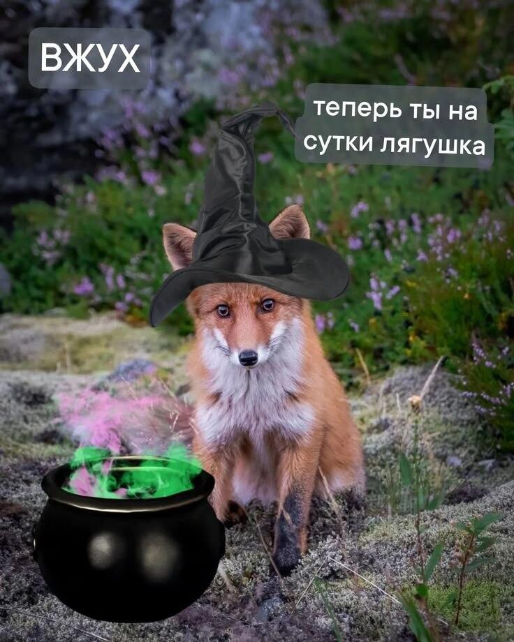 Мем от Маэстро[ПЛМ]