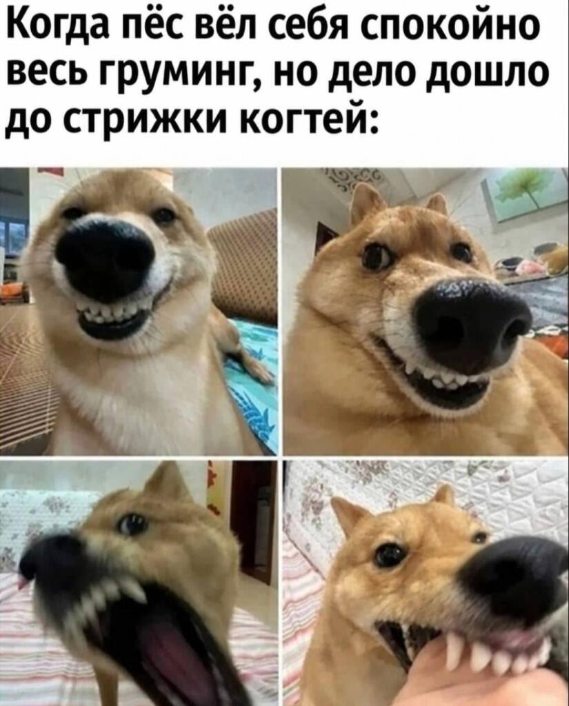 Ыыы шабака! Шабака!