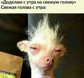Чёрная собака сидит в помещении с намордником, похожим на зубы, рядом надпись про покупку намордника и сожаления (2 из 2)