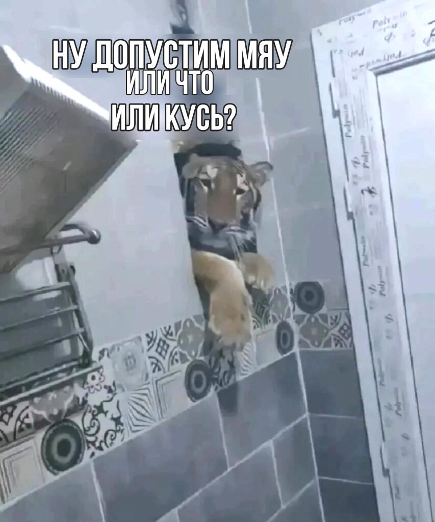 Рыжий кот с удивленным лицом выглядывает из узкой щели между стеной и ванной, надпись: Ну допустим мяу или что или кусь?