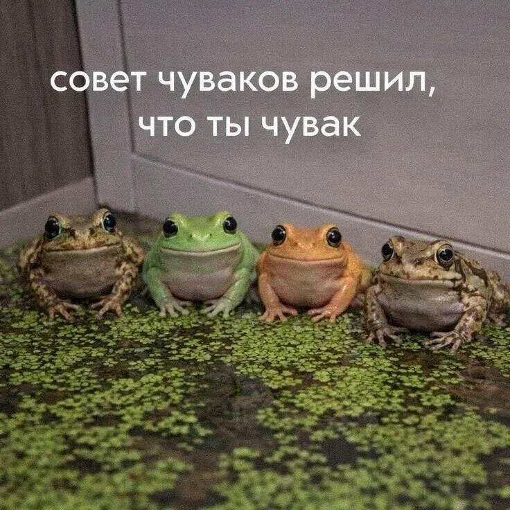 Мем от Милый Котяра