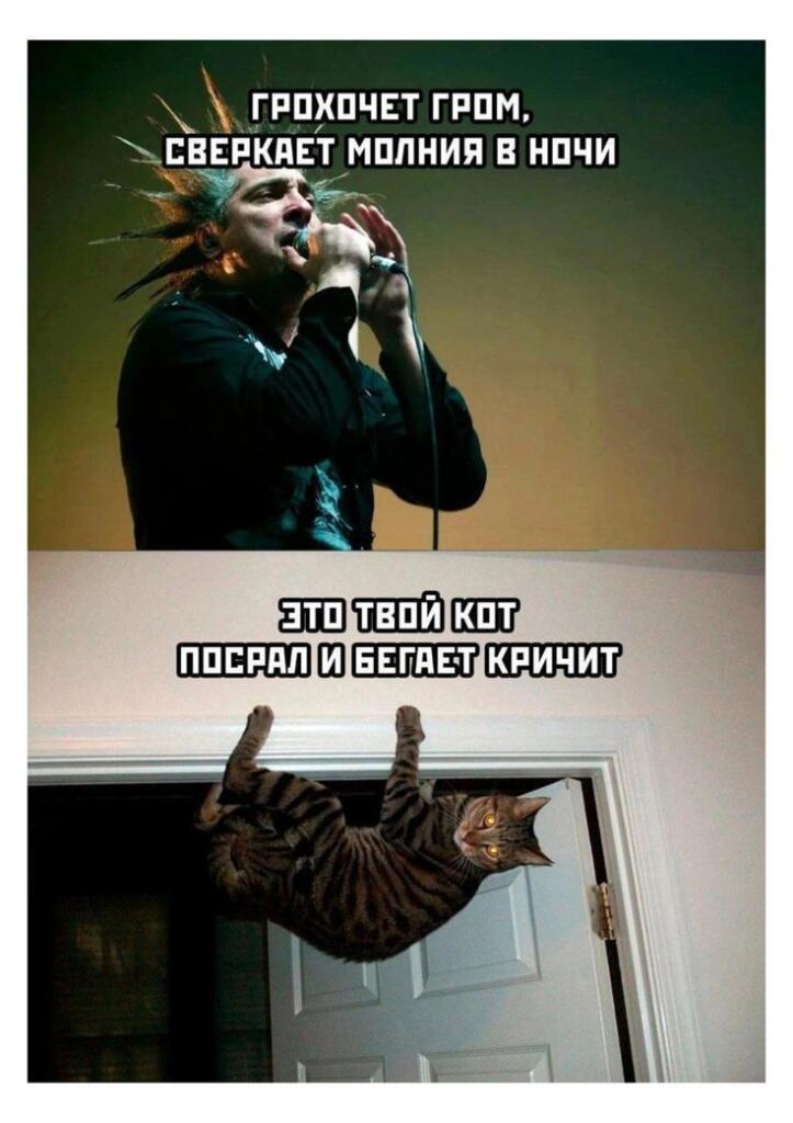 "Сейчас поймаю тебя в сумку,
И орать ты будешь в ней,
Мне так хочется, чтобы заткнулся этот дуралей!
То котик к кухне мч