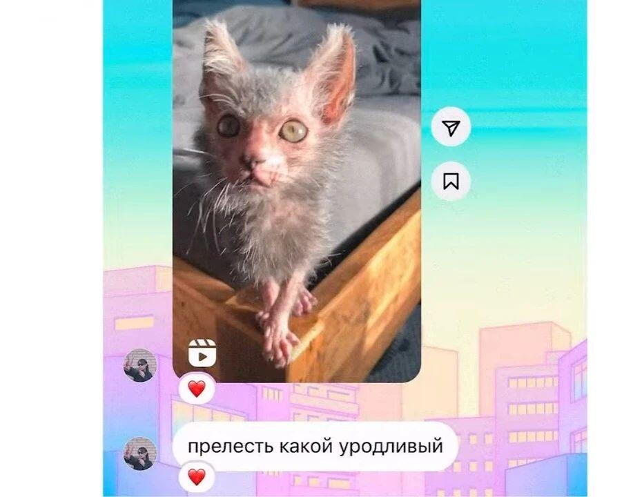 Рыжий кот держит лапами лицо человека и спрашивает, где его Наташенька (2 из 10)
