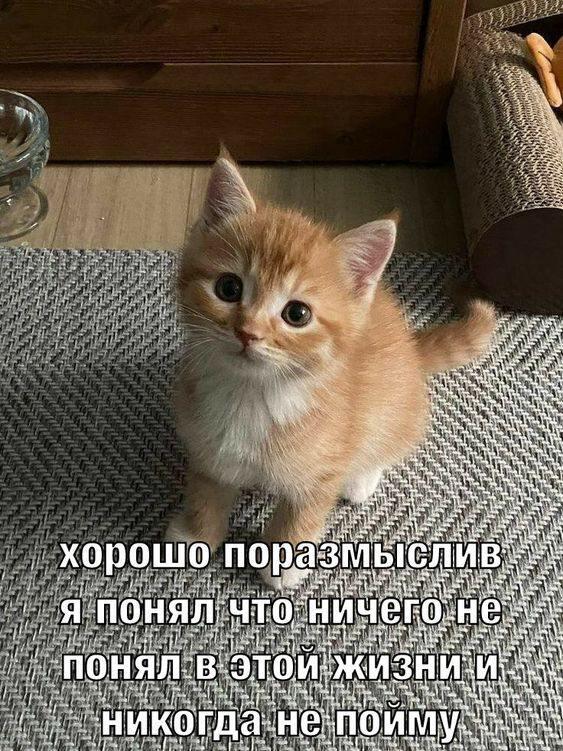 Рыжий котенок сидит на полу и смотрит в камеру, на фото надпись о том, что он ничего не понял в жизни