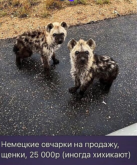 Мем от саня4оус