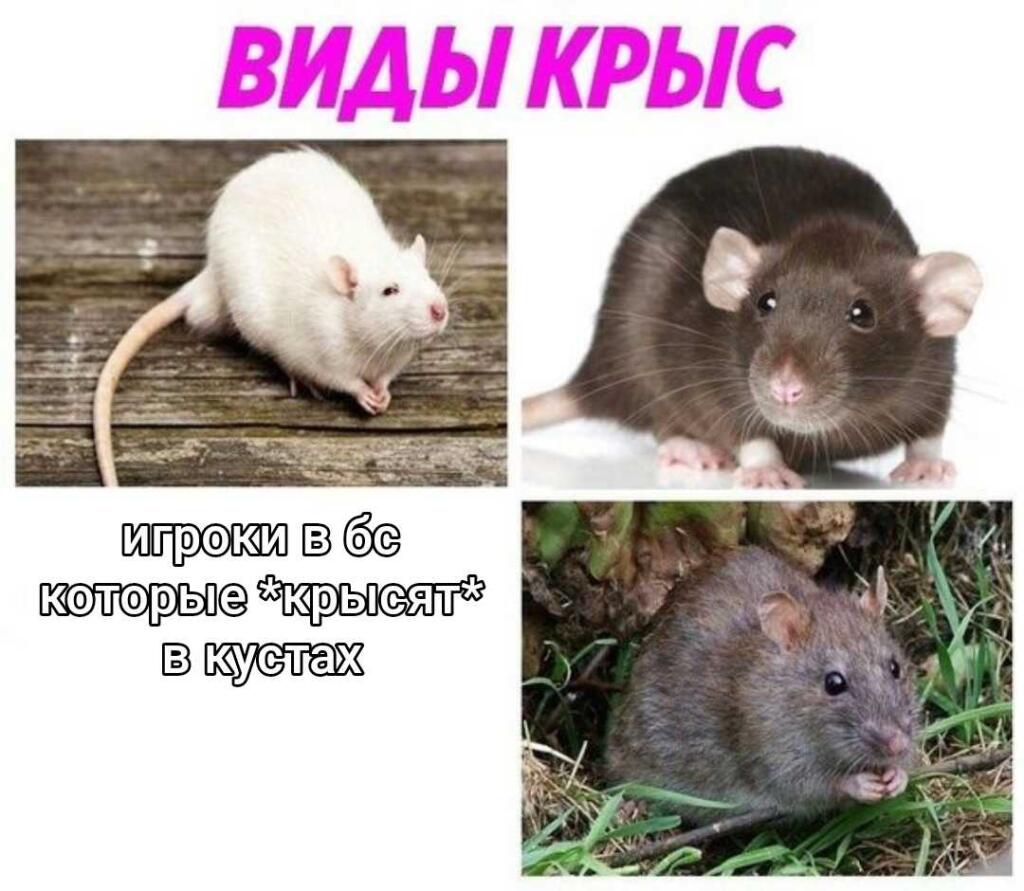 Крысы крысят