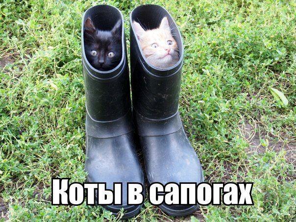 Для Алексея совы от его подписчика