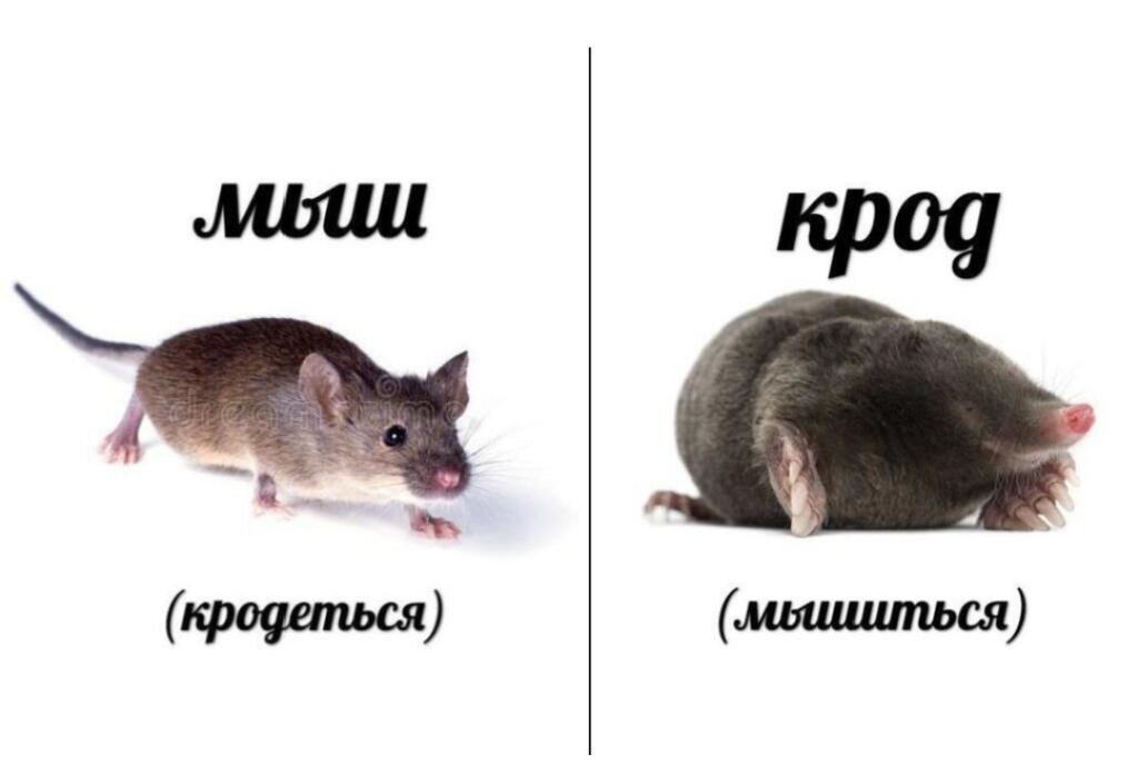 Мем от Мировая ассоциация мышей [ПЛМ]