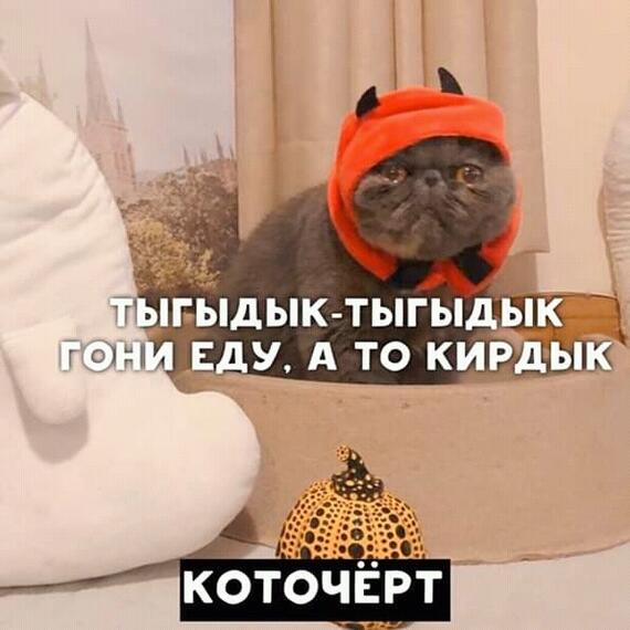 Мем от котость асб атб (2 акк)