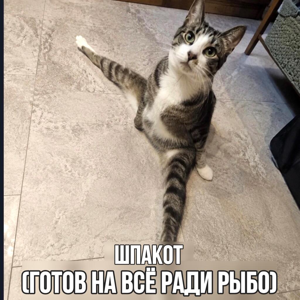 Полосатый кот сидит на полу и делает шпагат, вытянув заднюю лапу. Надпись: ШПАКОТ (готов на всё ради рыбо)