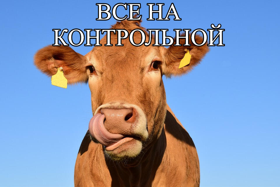 ЖИЗНЕННЫЙ МЕМ