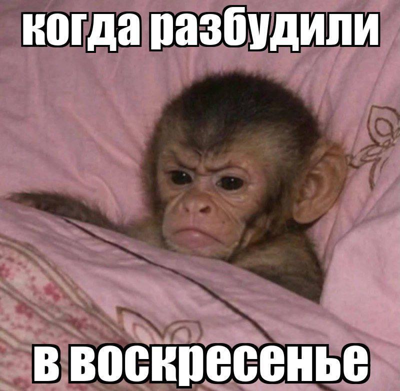 Мем от •~ Mе́мнь:й ч3ли́к ~• (ПЛМ)