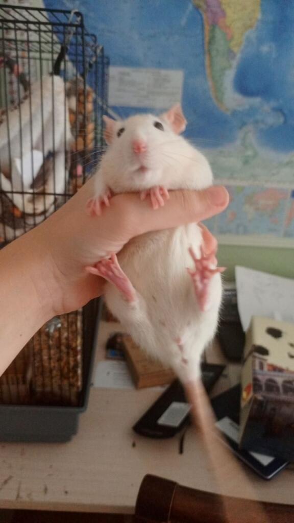 Опасный крупный хищник