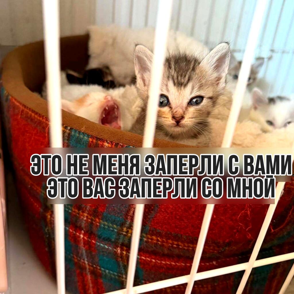 Мем без подписи
