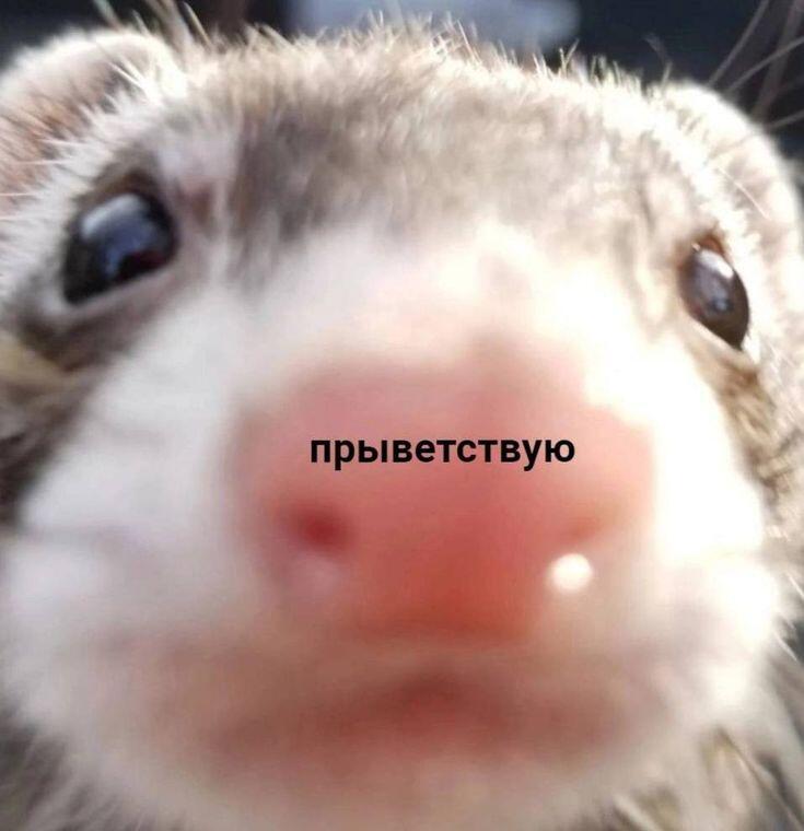 Мем без подписи