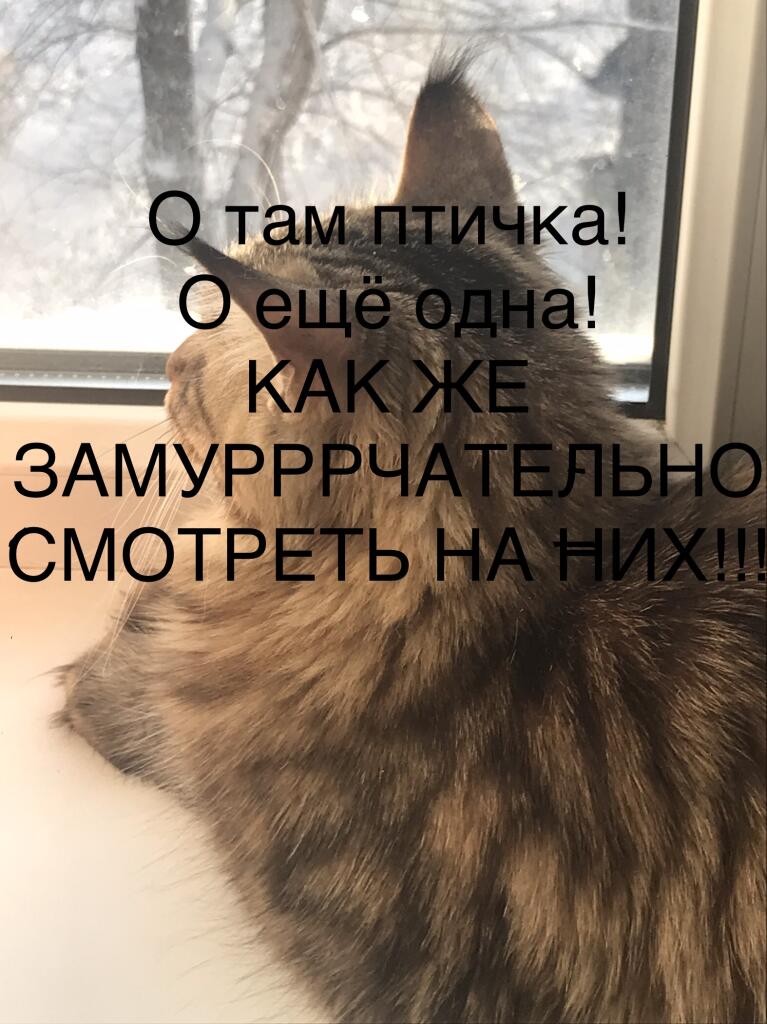 Каждая семья такая
Кошка(1). Кот(2)