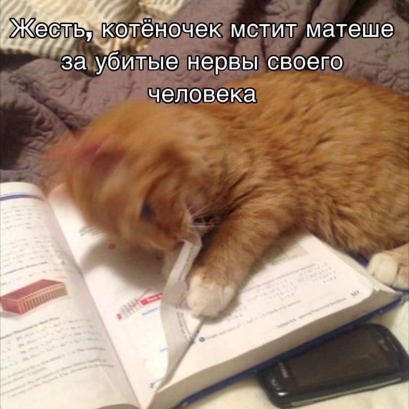 Рыжий кот на учебнике рвёт страницу, надпись: котёночек мстит матеше