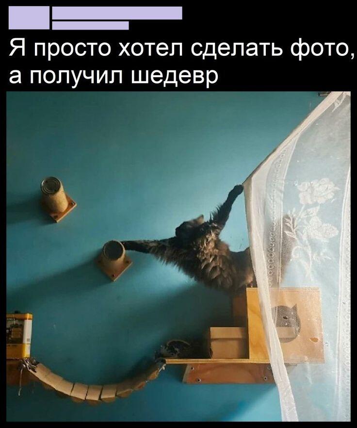 Кот-балерун