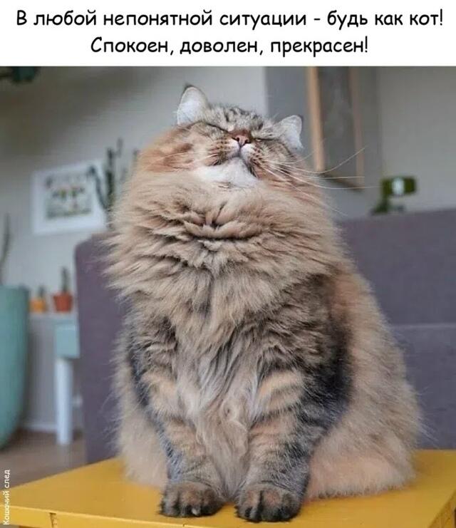 Мем без подписи