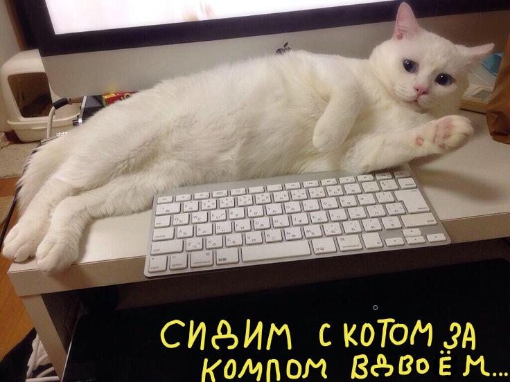 Мем от meme_cat