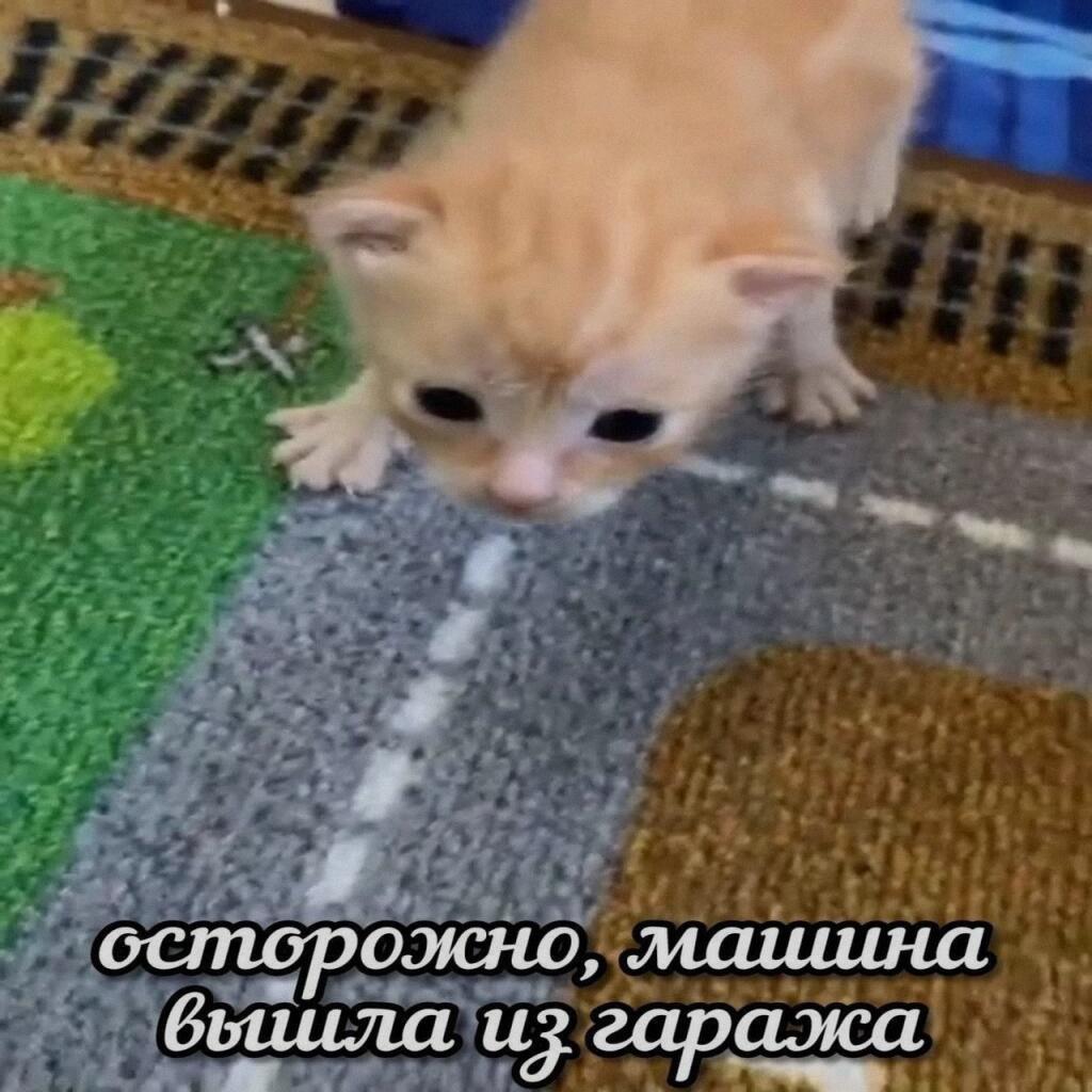 Милоты вам в ночную/утреннюю ленту