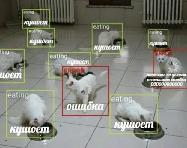 Белые коты едят из мисок, а система распознавания объектов выделяет одного кота как ошибку