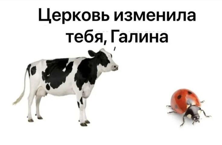 ЖУКОМЕМЫ!!!
