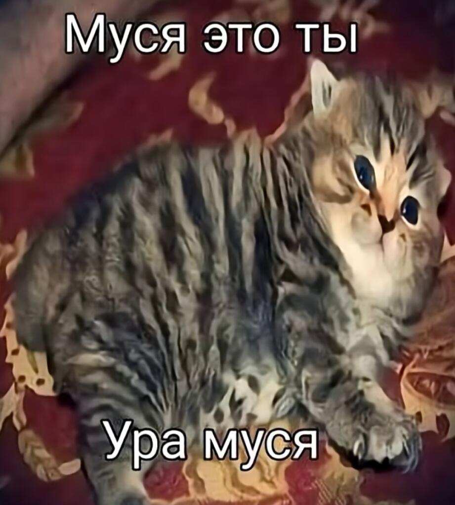 Полосатый котёнок лежит на красном ковре с надписями Муся это ты и Ура муся