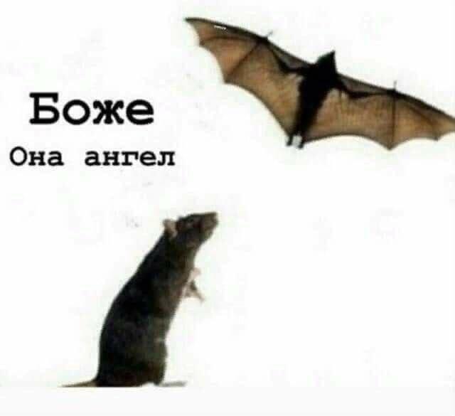 Мем от St_Egor