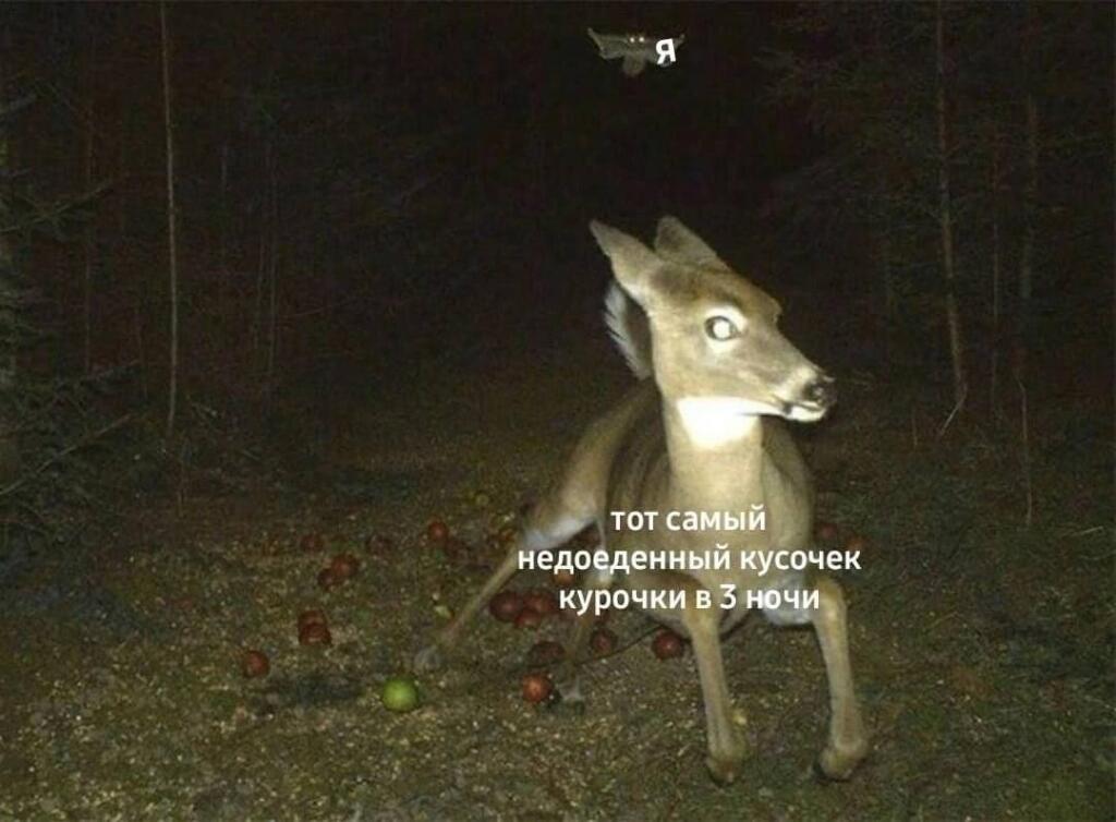 Мем от КотоУт