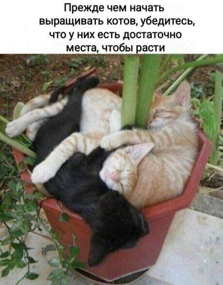 Мем от Просто тигр [ПЛМ]