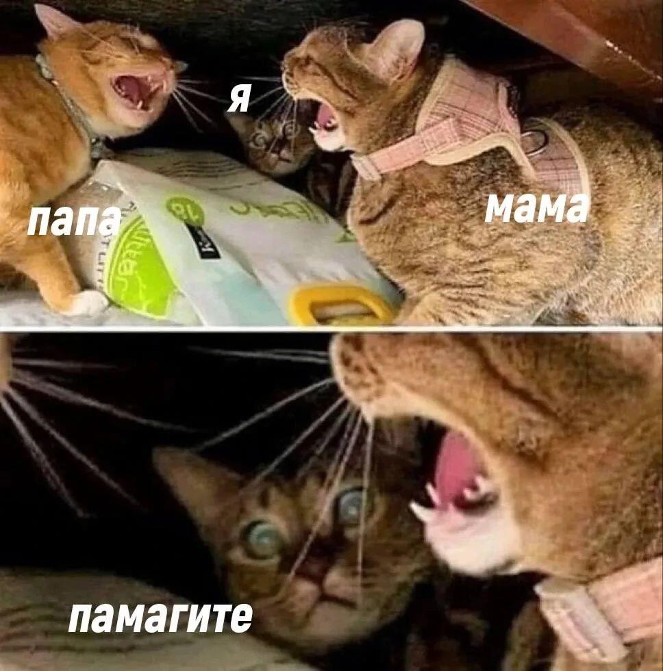 Два кота кричат друг на друга с подписями папа и мама, между ними кот с подписью я, внизу испуганный кот с подписью памагите