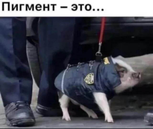 Поросёнок в полицейской жилетке идёт на поводке, сверху надпись Пигмент — это...