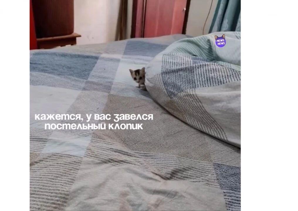Рыжий кот держит лапами лицо человека и спрашивает, где его Наташенька (8 из 10)