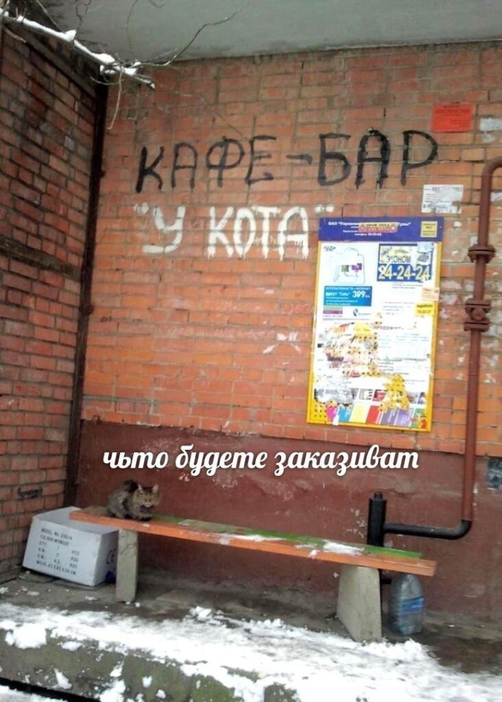 Закажите что-нибудь у котека