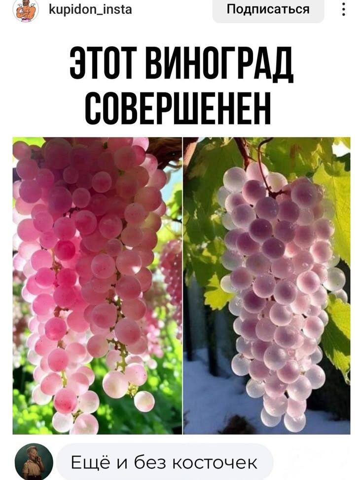 Это же виноград в суперпозиции