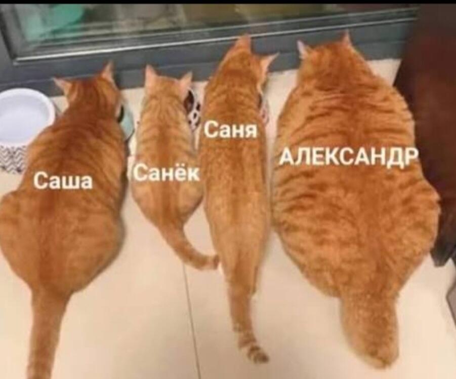 Четыре рыжих кота разного размера стоят на полу и смотрят в окно, над каждым написано имя: Саша, Санёк, Саня, АЛЕКСАНДР
