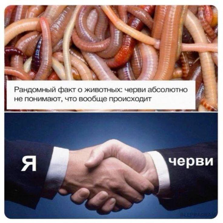 Ещё меня с червями объединяет интеллект