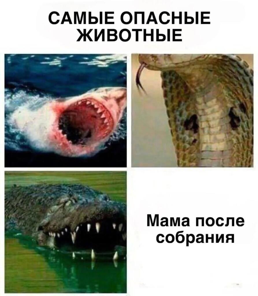 Шаблон мема «Самые опасные животные», где на месте крокодилов и акул изображена мама после собрания