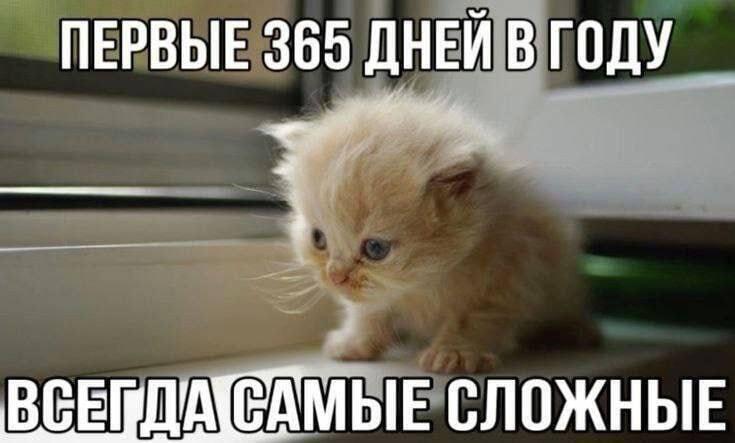 Жиза