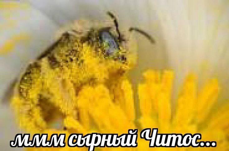 Мем от 🌸💥|цвяточный ад {ПЛМ}