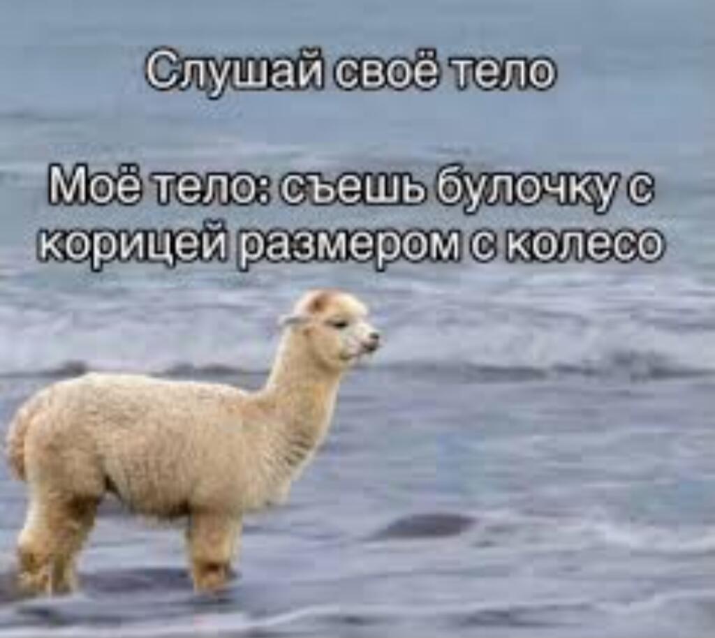 Альпа стоит у моря, надпись: слушай своё тело, моё тело: съешь булочку с корицей размером с колесо