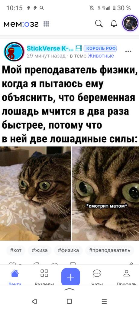 Полосатый кот с огромными глазами смотрит на мат, подпись: смотрит матом