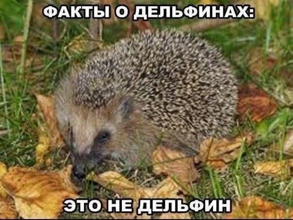 Мем без подписи